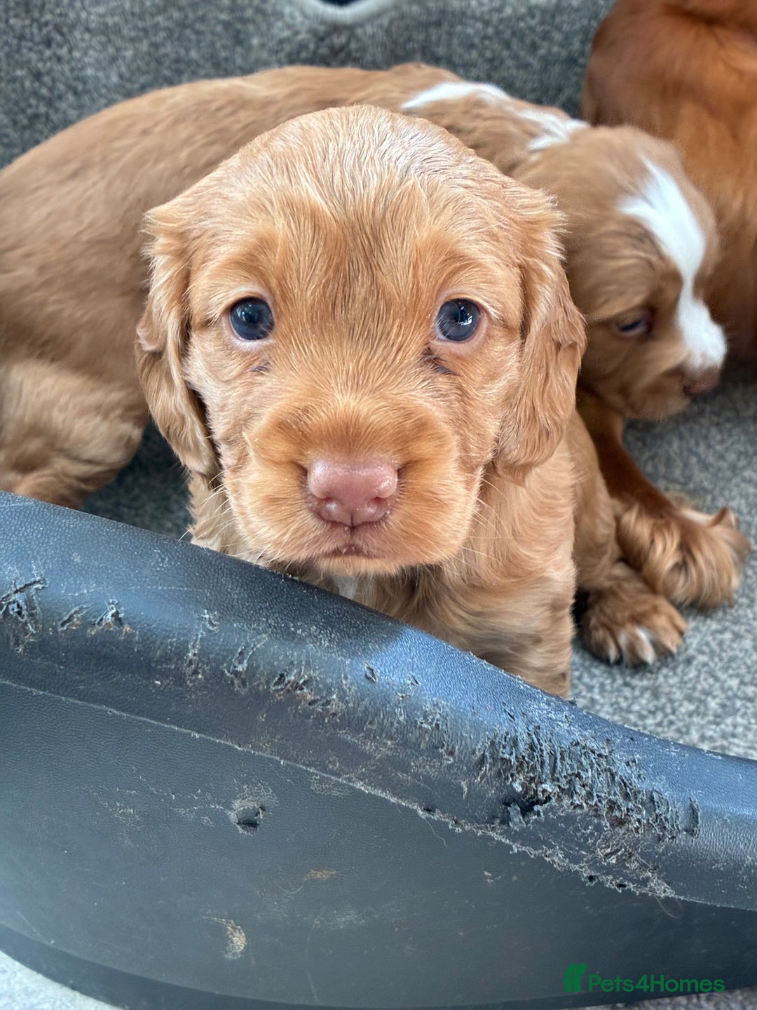 Cocker Spaniel dogs for sale: Beautiful KC Cocker spaniels  - Image 2