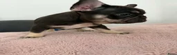 French Bulldog dogs for sale: French bulldog  - Advert 3