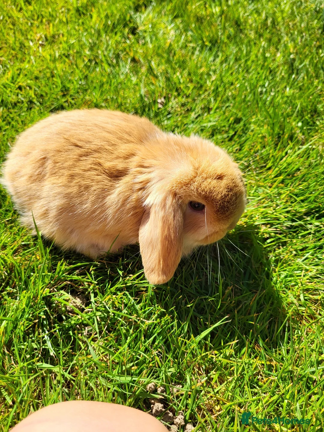 Mini Lop rabbits for sale: Amazing Mini Lop Bunnies for sale  - Advert 2