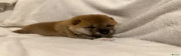 Japanese Shiba Inu dogs for sale: Japanese Shiba Inu Puppies  in Chester - Advert 12