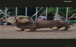 Miniature Dachshund dogs for sale: 2 Minature Dachshund dog pups - Image 6