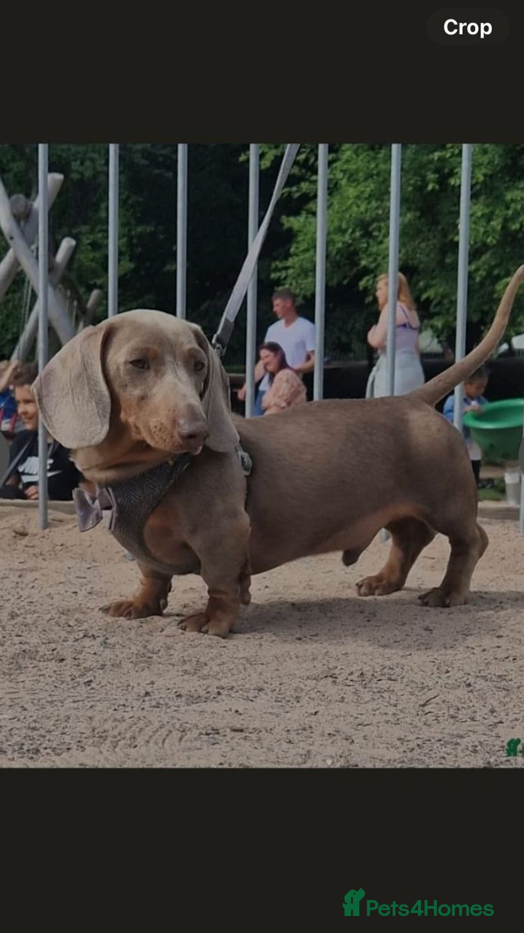 Miniature Dachshund dogs for sale: 2 Minature Dachshund dog pups - Image 6