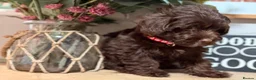 Jackapoo dogs for sale: *** Stunning Jackapoos Ready Now - Advert 6