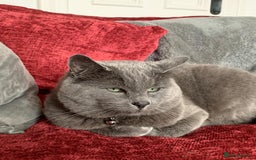 Russian Blue cats for sale: Russian Blue Kittens  - Image 40
