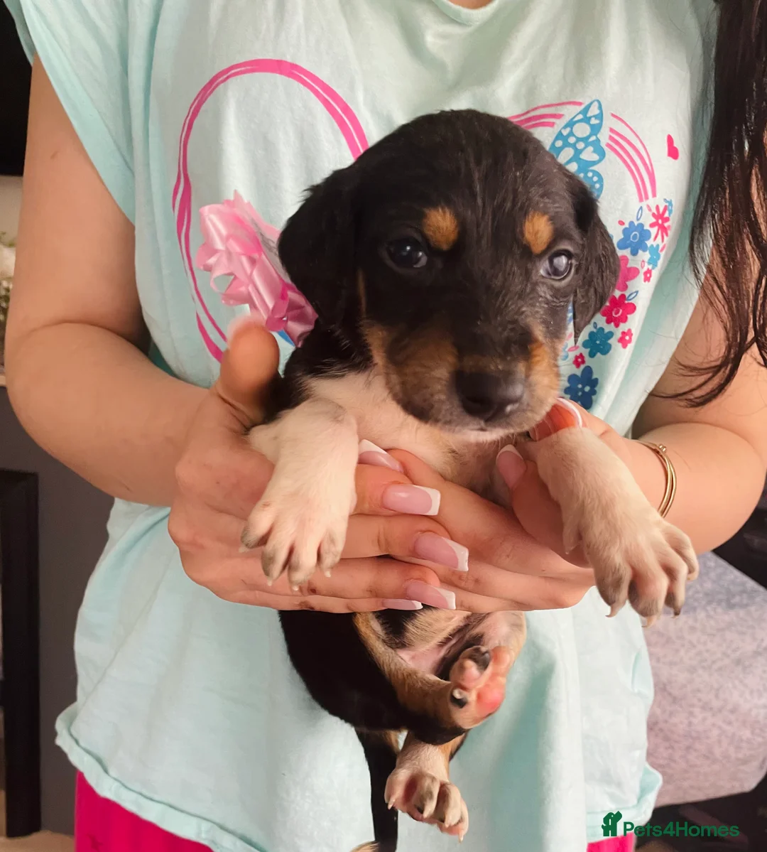 Greyhound dogs for sale: Saluki Greyhound pups  in Wakefield - Advert 9