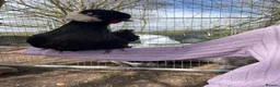 Mixed Breed livestock for sale: Orpington,Brahma,Wyandotte,Polish,Barnevelder Eggs - Advert 11