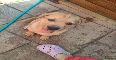 Mixed Breed dogs - Advert 3