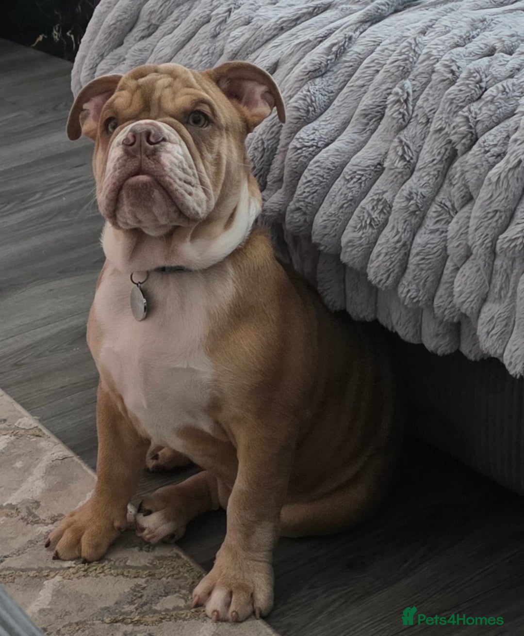 English Bulldog dogs for sale: English Bulldog and Everything he needs. - Image 2