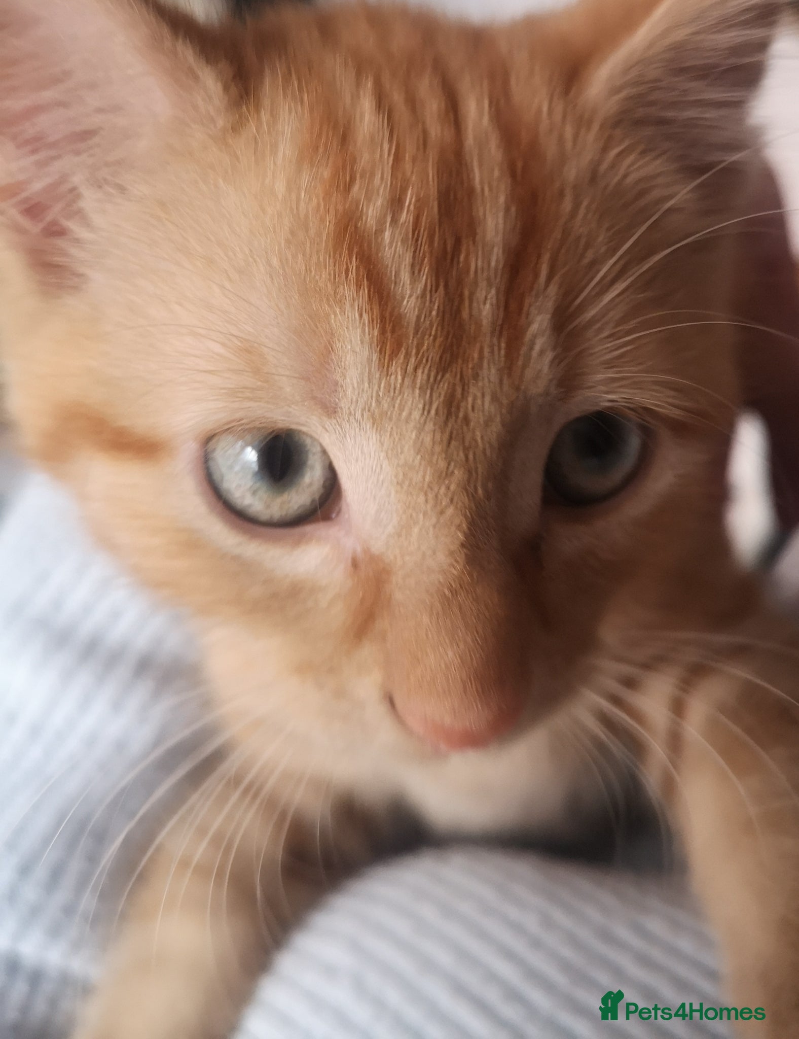Mixed Breed cats Beautiful kitten looking for new home - Advert 5