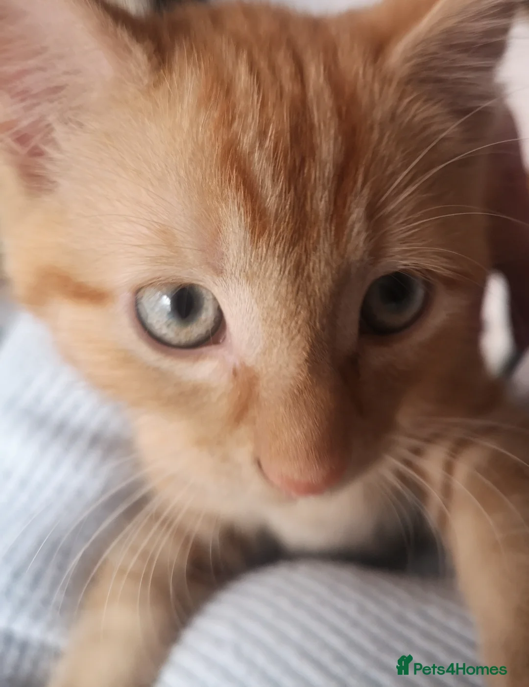 Mixed Breed cats for sale: Beautiful kitten looking for new home - Advert 1