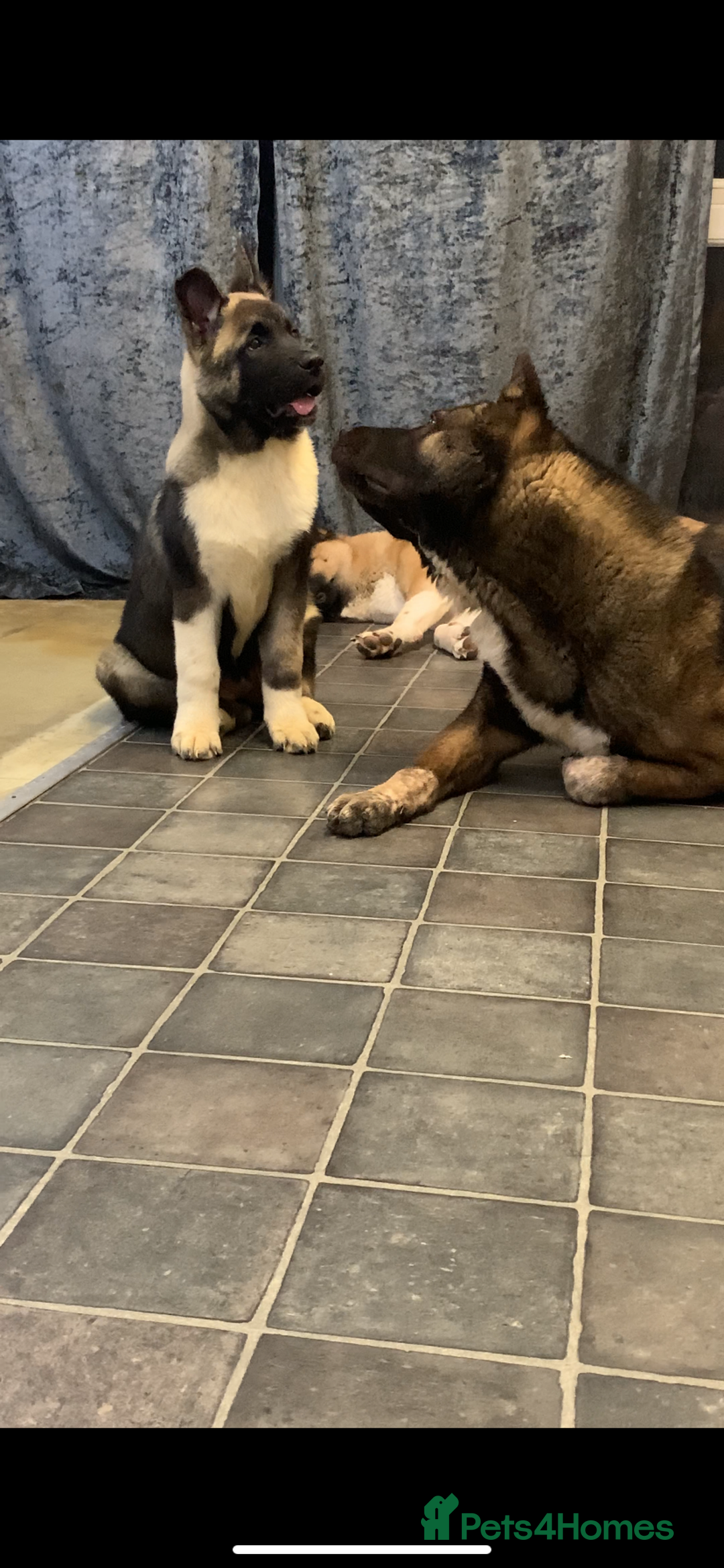 Akita dogs for sale: American Akita puppies  - Advert 5