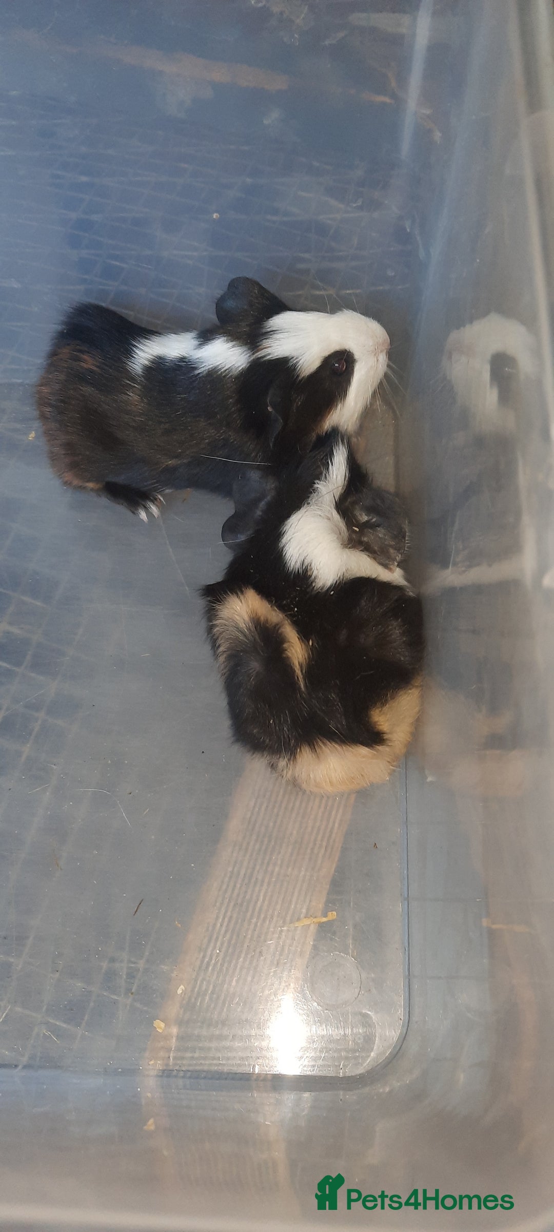 Guinea Pig rodents for sale: Guinea pigs for sale ready soon - Image 3