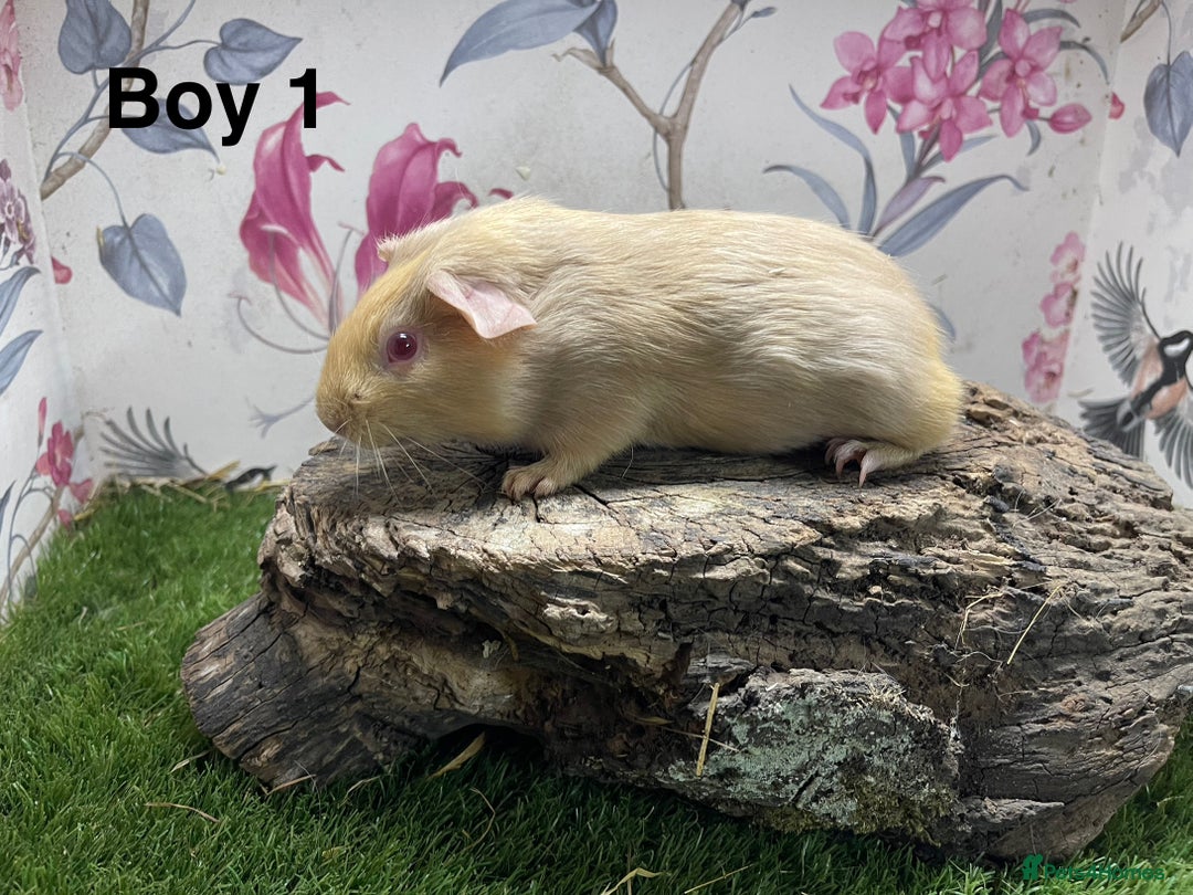 Guinea Pig rodents for sale: Baby male guinea pigs  in Bury Saint Edmunds - Image 1