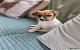 Jack Russell dogs for sale: Beautiful Jack Russell - Image 13