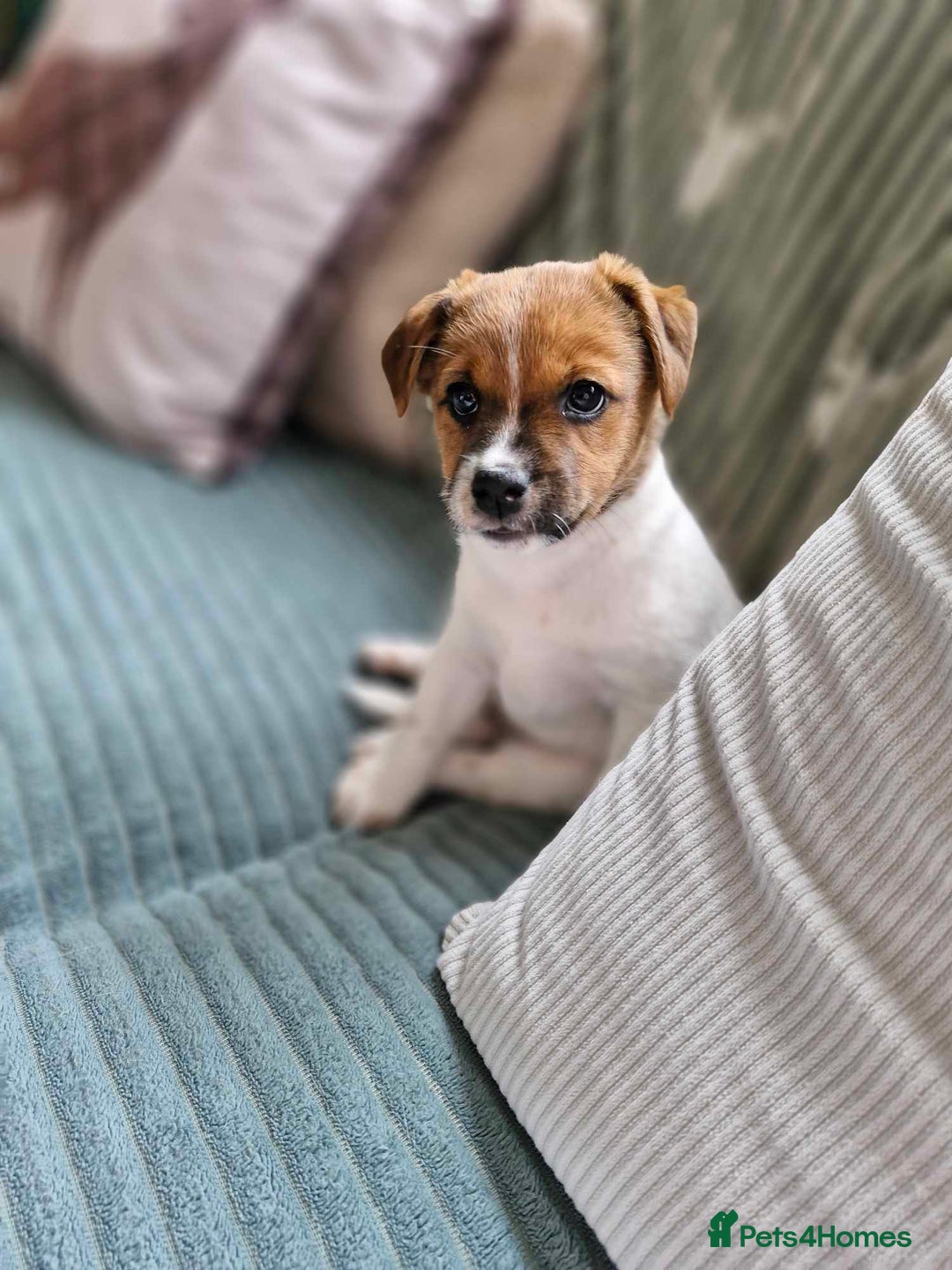 Jack Russell dogs for sale: Beautiful Jack Russell - Image 13