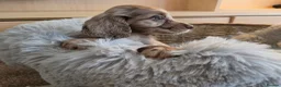 Cocker Spaniel dogs for sale: Working Type Cocker Spaniels - Advert 31