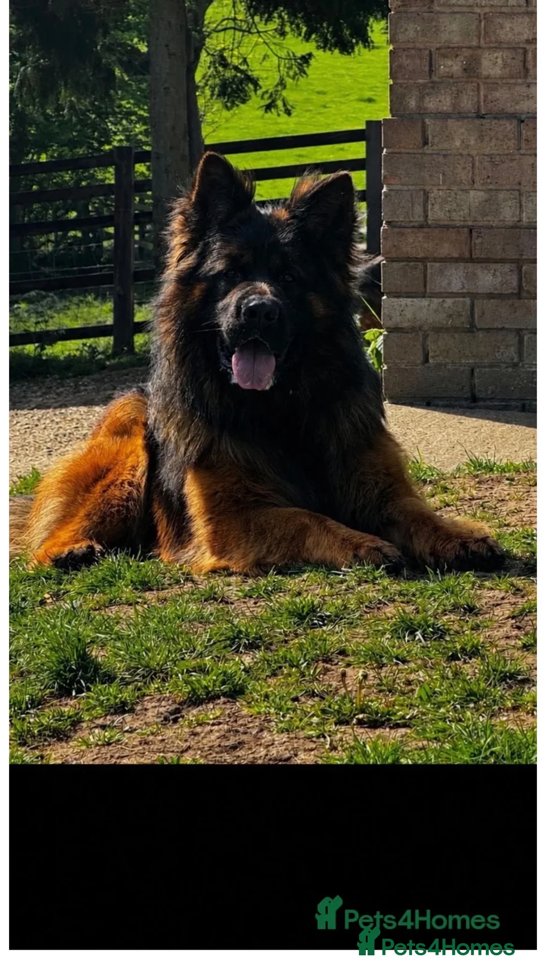 German Shepherd dogs for sale: 🐾 Beautiful German Shepherd Puppies 🐾 - Advert 2