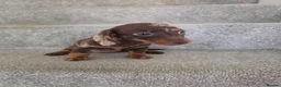 Miniature Dachshund dogs for sale: Chocolate Dapple girl - Advert 8