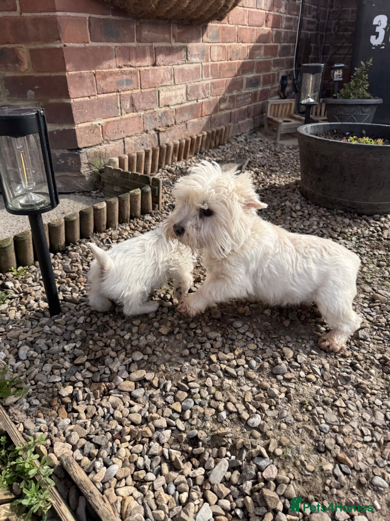 West Highland Terrier dogs Kc Westies  - Advert 1