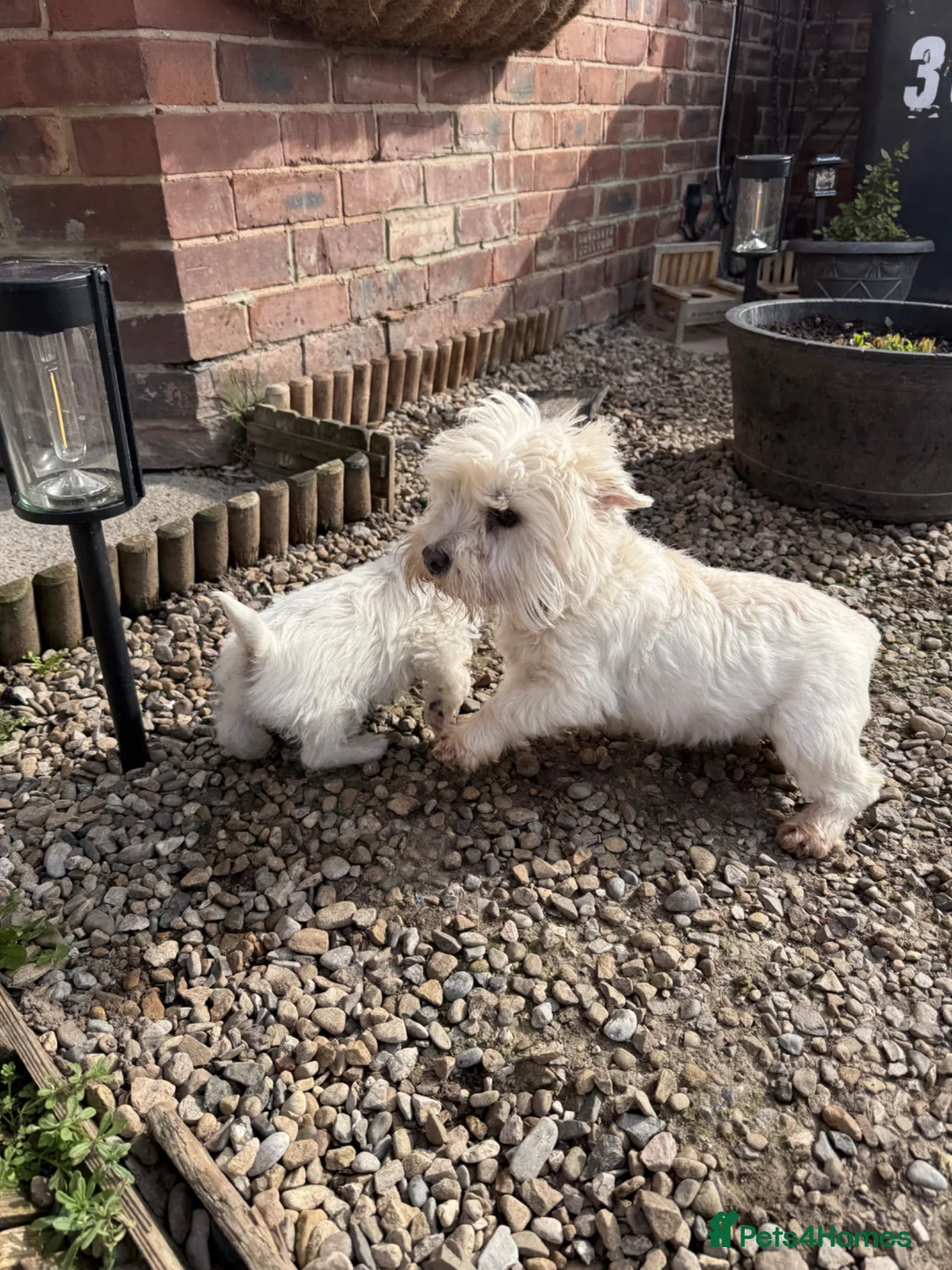 West Highland Terrier dogs for sale: Kc Westies  - Advert 1