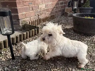West Highland Terrier dogs Kc Westies - Advert 15