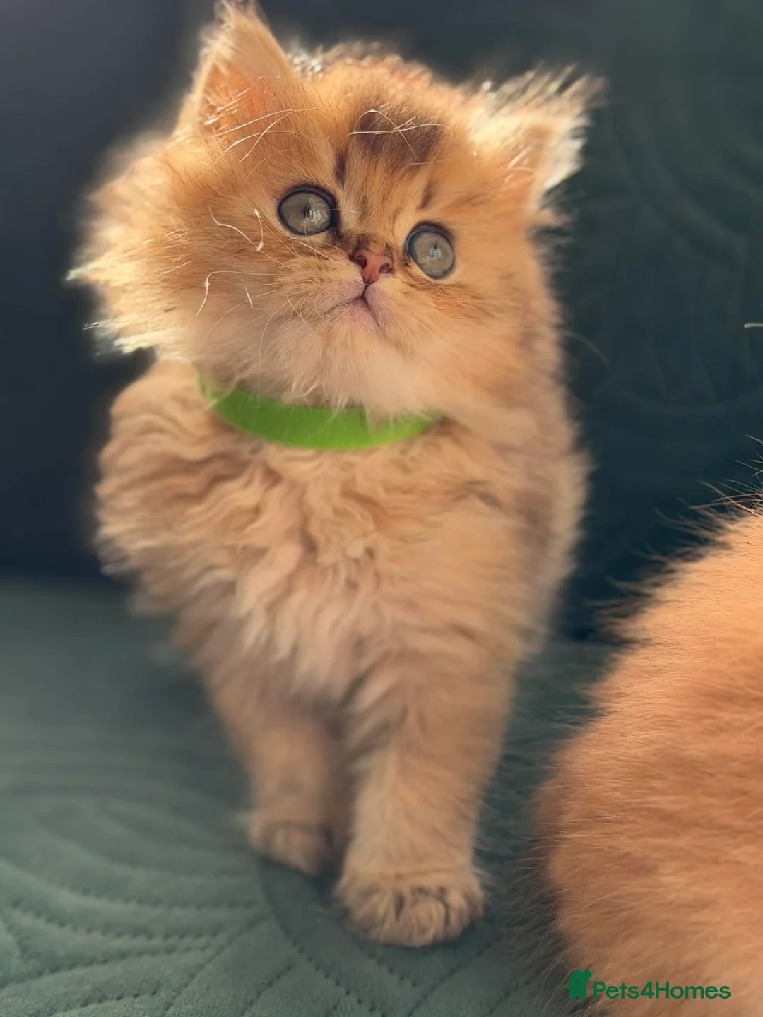 British Longhair cats for sale: CHUNKY, BEAUTIFUL BLH GOLDEN KITTENS  - Advert 25