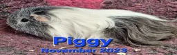 Guinea Pig rodents for sale: Guinea pigs looking for forever homes  - Advert 2
