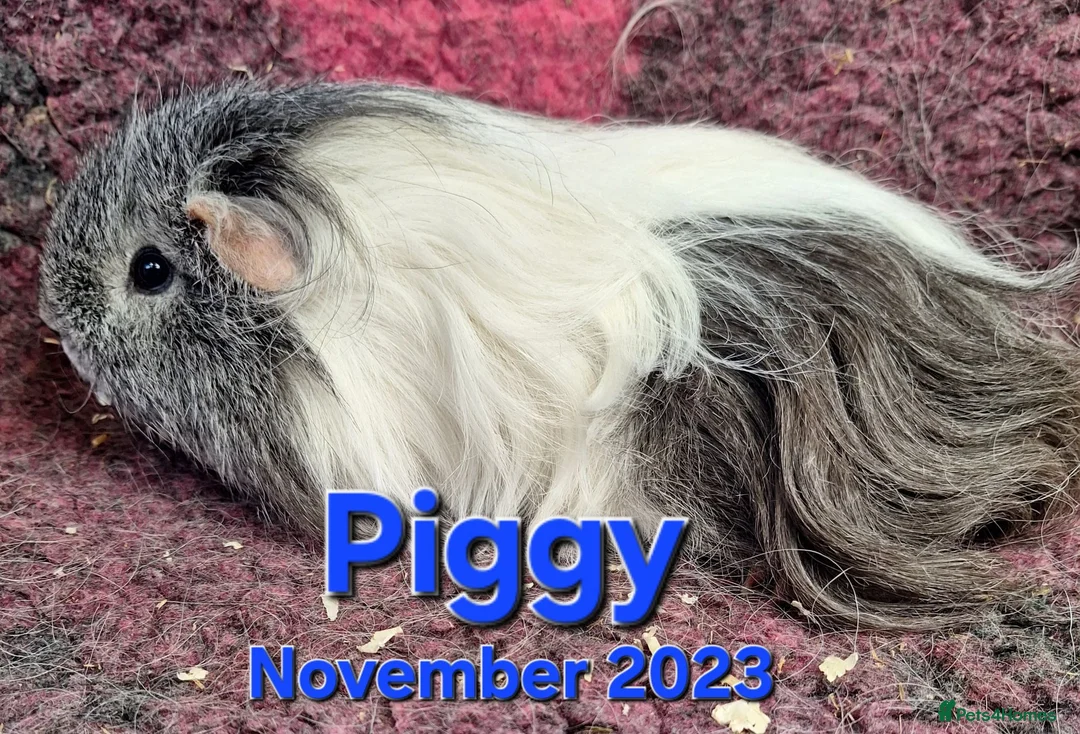 Guinea Pig rodents for sale: Guinea pigs looking for forever homes  - Advert 2
