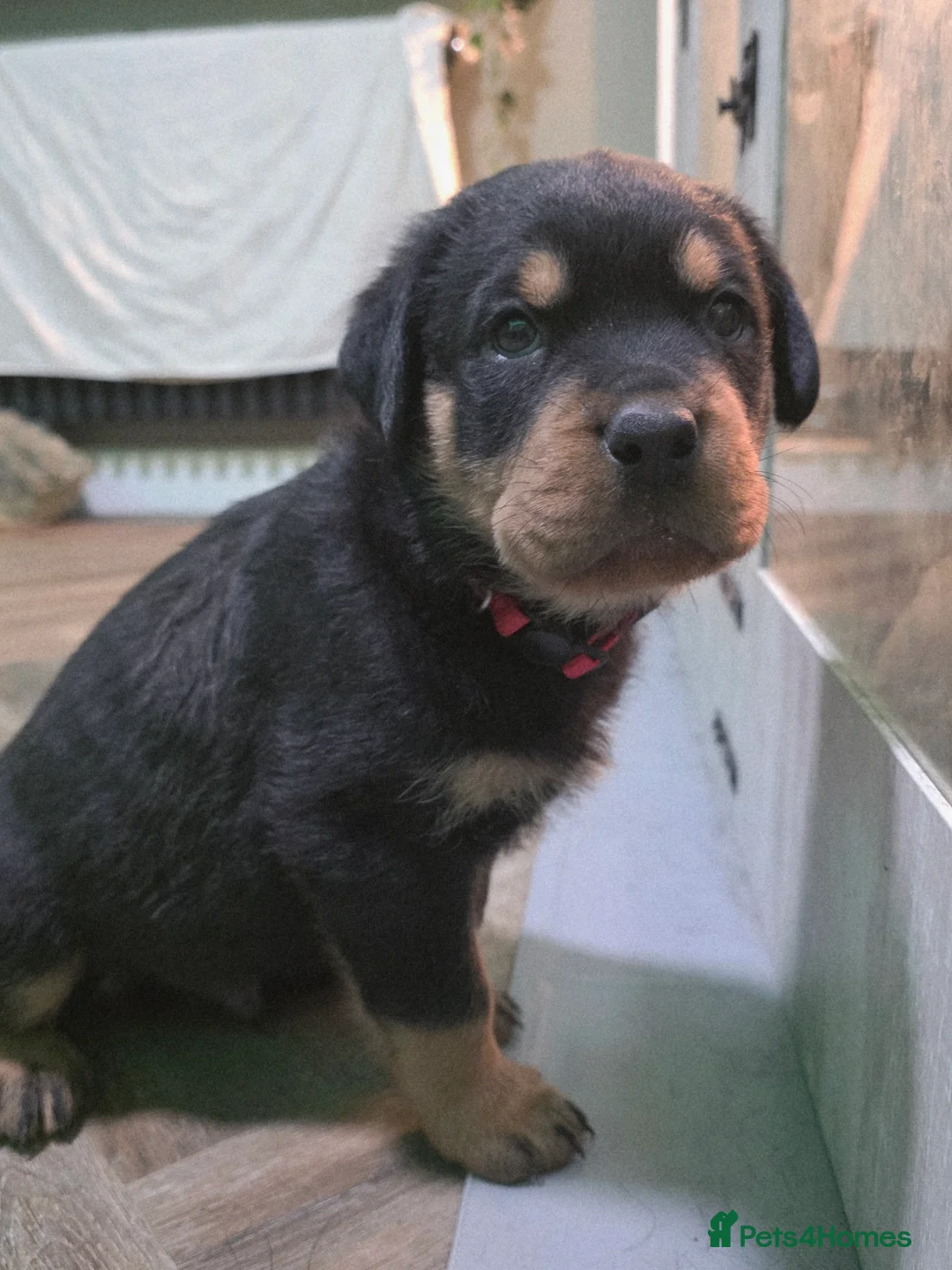 Rottweiler dogs for sale: Stunning chunky Rottweiler puppies  - Advert 12