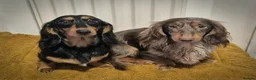 Miniature Dachshund dogs for sale: KC registered miniature dachshund girl - Advert 3