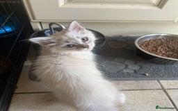 Ragdoll cats for sale:  ragdoll - Image 17