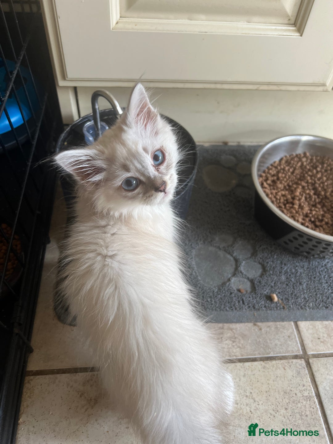 Ragdoll cats for sale:  ragdoll - Image 17