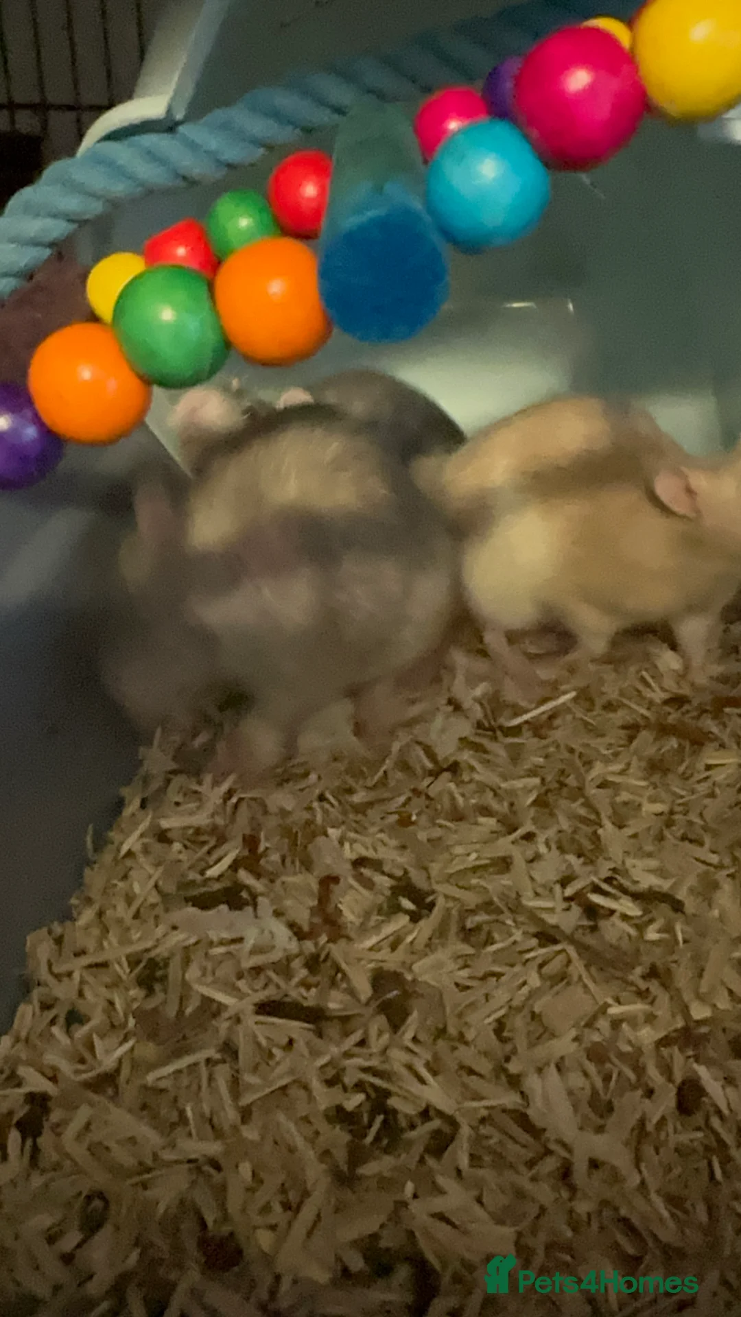 Rat rodents for sale: 5 male Fancy Rats 6 months old - Advert 8