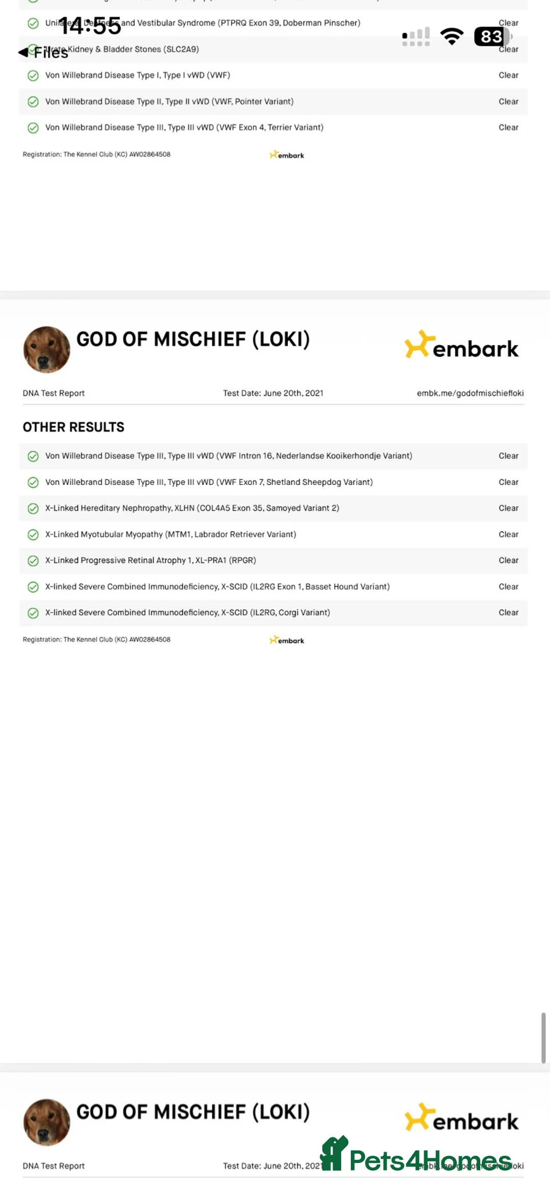 Golden Retriever dogs for stud: Loki God of Mischief  - Advert 18
