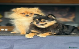 Pomeranian dogs for sale: The Super Sweet-Pea - Image 5