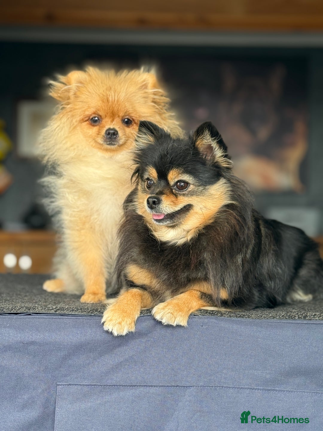 Pomeranian dogs for sale: The Super Sweet-Pea - Image 5