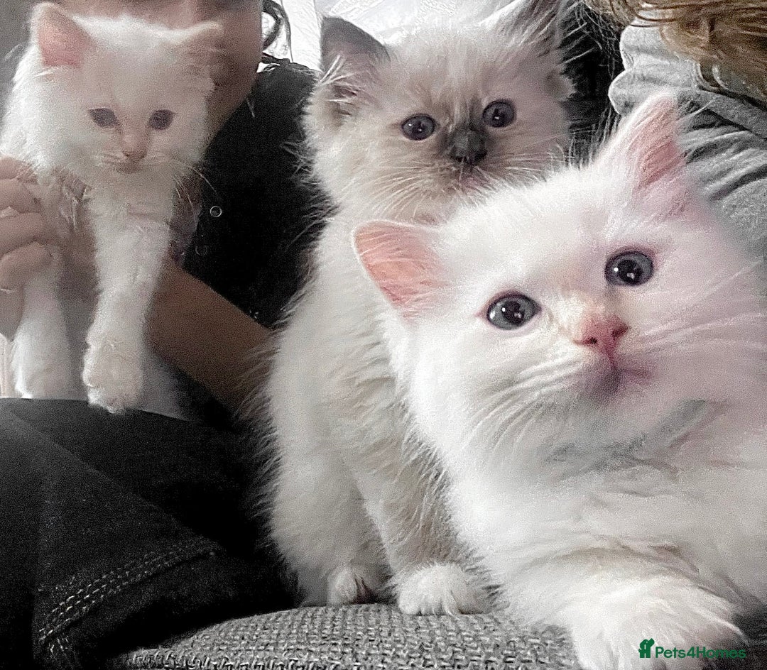 Ragdoll cats for sale: Beautiful Ragdoll Kittens, 2 Flamepoint, 1 mitted - Image 6