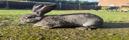Continental Giant rabbits for sale: Beautiful large Continental Giant  - Advert 1