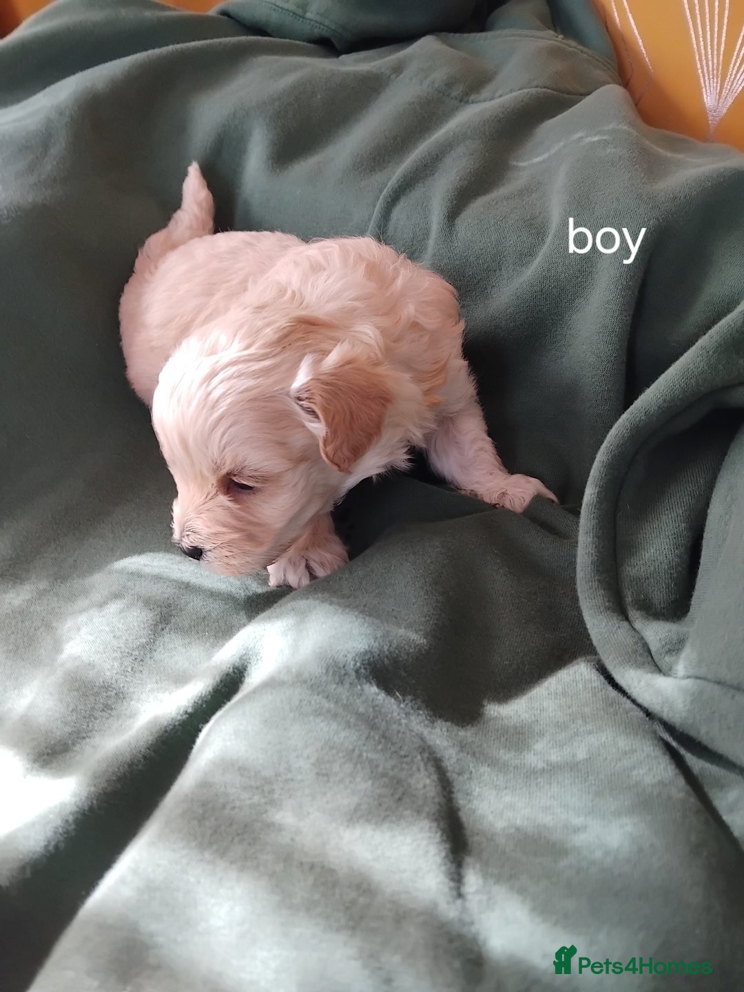 Mixed Breed dogs for sale: Lovely havapoo only 3 boys left READY TO GO - Image 6