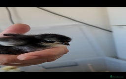Chickens poultry for sale: Pekin bantam chicks  - Image 7