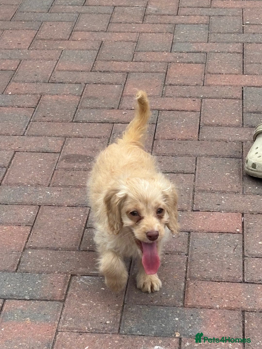 Cockapoo dogs for sale: 1male 1 female cockapoo  - Advert 4