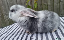 Mini Lop rabbits for sale: Trained French x Mini Lop Bunnies. Please Read! - Image 17