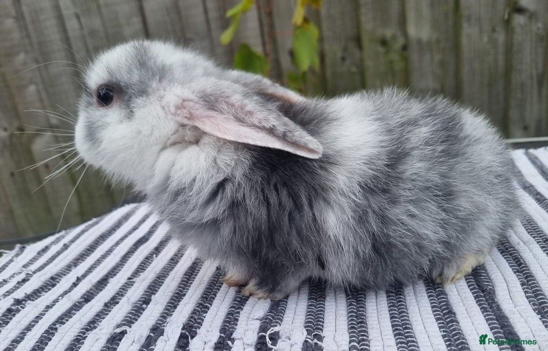 Mini Lop rabbits for sale: Trained French x Mini Lop Bunnies. Please Read! - Image 17