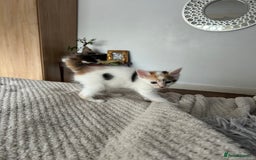 Mixed Breed cats for sale: five beautiful healthy charming kittens - Image 4