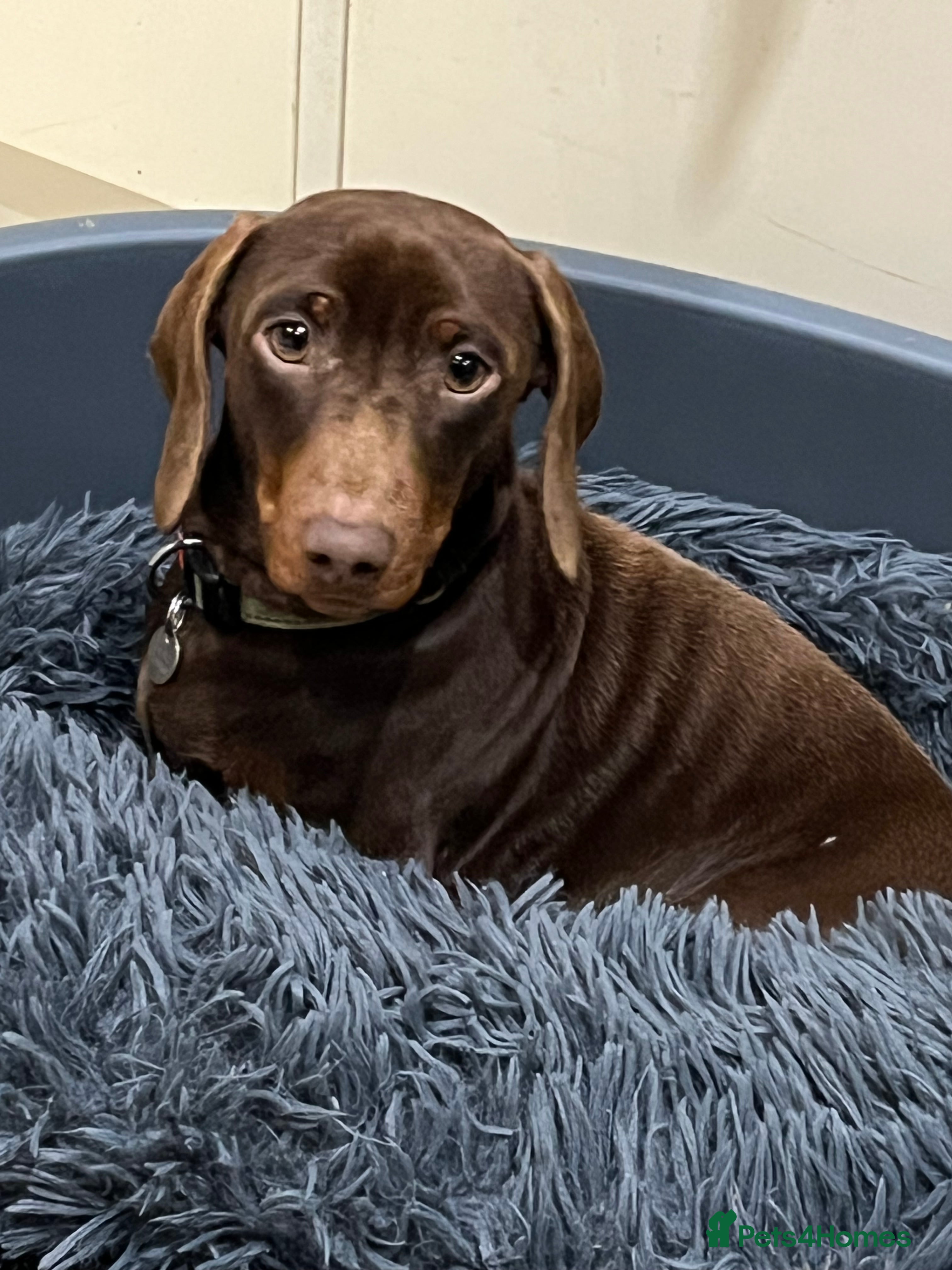Miniature Dachshund dogs KC reg Miniature Dachshund Stud DNA tested in Leicester - Advert 7