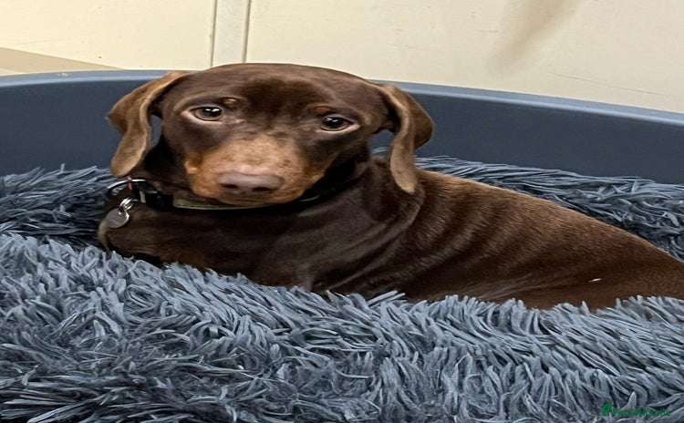 Miniature Dachshund dogs in Leicester - Advert 6
