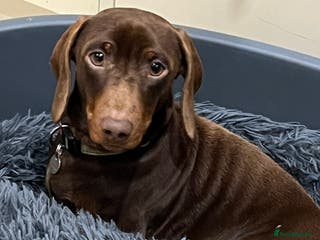 Miniature Dachshund dogs KC reg Miniature Dachshund Stud DNA tested in Leicester - Advert 18