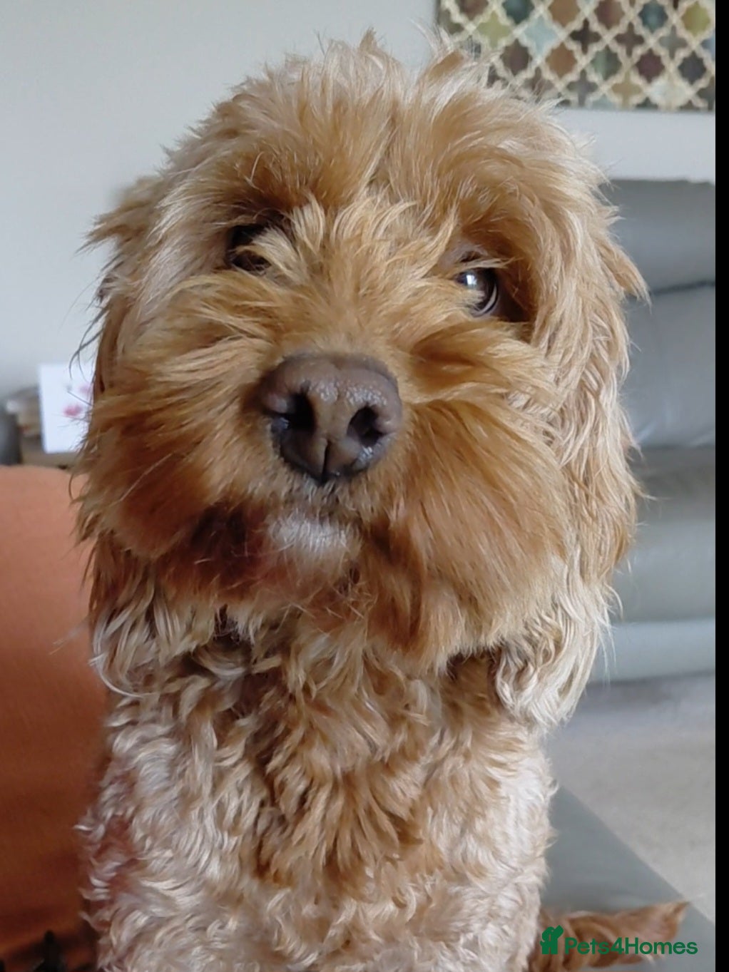 Mixed Breed dogs F1b Cockapoo - Advert 1