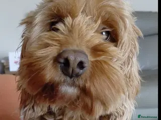 Mixed Breed dogs F1b Cockapoo - Advert 1