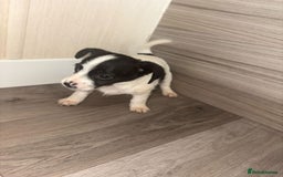 Jack Russell dogs for sale: 3 beautiful puppy’s  - Image 3